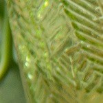 Ensalada de huevo con tocino