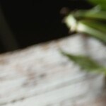 mousse de yogur y cítricos