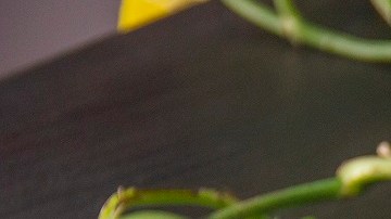 pasta con tomate picante y tocino