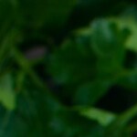 pollo con champiñones y espinacas