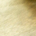 suprema de pollo al perejil