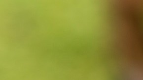 Café de maíz salvadoreño