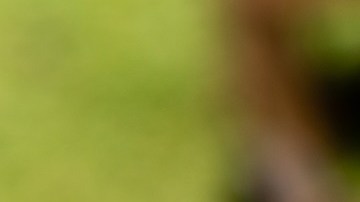 Café de maíz salvadoreño