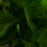 Risotto de berenjena