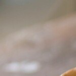 quiche de bacon y cebolla