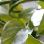 sopa de pepino y yogurt