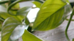 sopa de pepino y yogurt