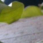 Tarta rápida de piña