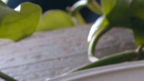 Tarta rápida de piña