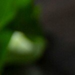 tarta de piña colada