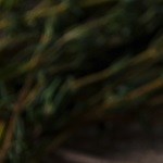 filetes de muslo de pollo deshuesado en salsa de curry