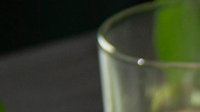 rollos de ensalada de pollo