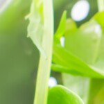 ensalada de hojas verdes