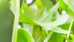 ensalada de hojas verdes