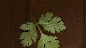 Cazuela de pollo chilena