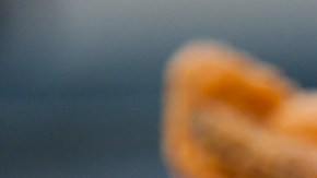 Muslos de pollo cajçun