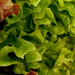 deliciosos canelones rellenos de atún