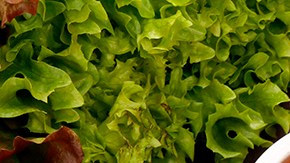 deliciosos canelones rellenos de atún