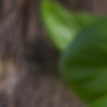 espaguetis con albondigas