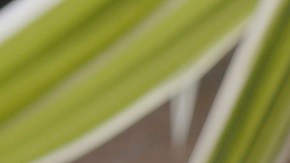 tortitas con albaricoques