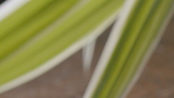 tortitas con albaricoques