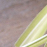 tostada de tomate asado y anchoa