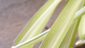 tostada de tomate asado y anchoa