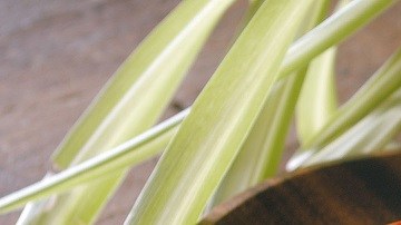 tostada de tomate asado y anchoa