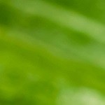 Calabacines rellenos de pavo