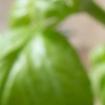 Pechugas de pollo con chutney de manzana