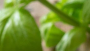 Pechugas de pollo con chutney de manzana