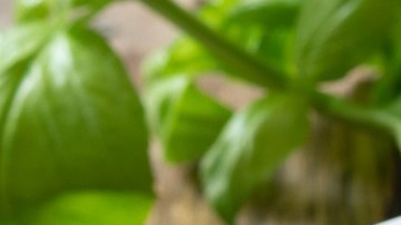 Pechugas de pollo con chutney de manzana