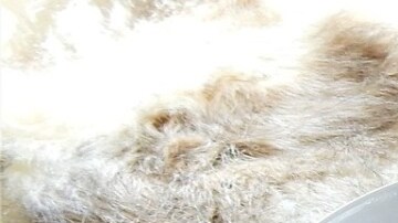 plato con chili de pavo