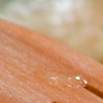 deliciosas salchichas a la cerveza