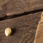 tortillas de harina de arroz