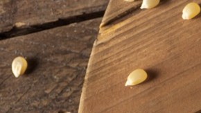 tortillas de harina de arroz