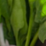 Crédito: Shutterstock.