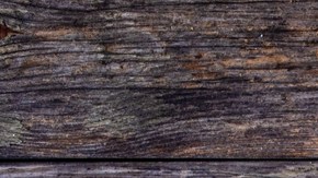 Gratinado de lentejas