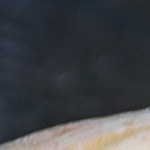 Pizza de Espinacas y Alcachofa