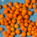 curry de lentejas con leche de coco