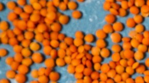 curry de lentejas con leche de coco