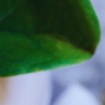 dip de espinacas con queso