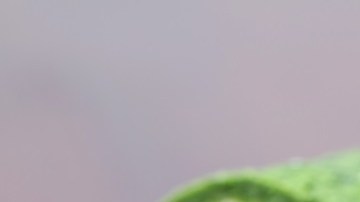 rollitos de espinacas y ricotta