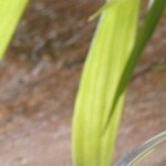 copa de leche condensada