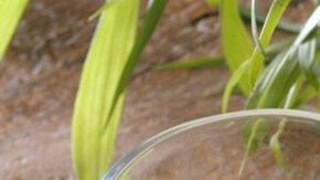 copa de leche condensada