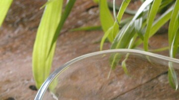 copa de leche condensada