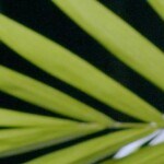 berenjenas fritas con miel