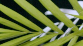 berenjenas fritas con miel