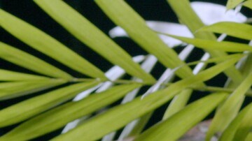 berenjenas fritas con miel