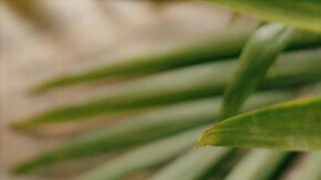 Photo © 2019 The Grosby Group

Agua de tamarindo